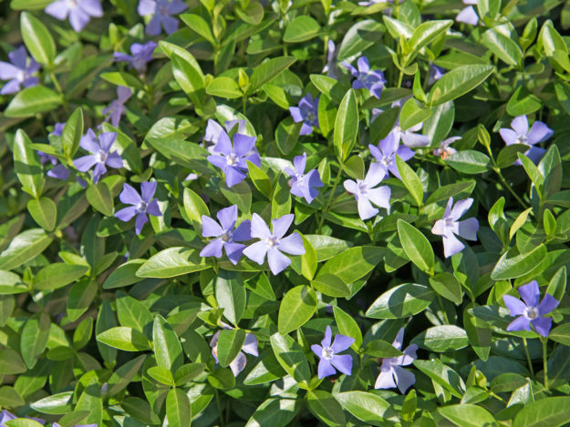 Baumschule Bodendecker