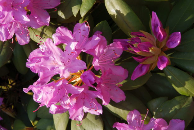 Rhododendren