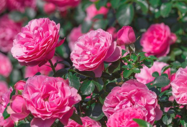 Baumschule_Rosen