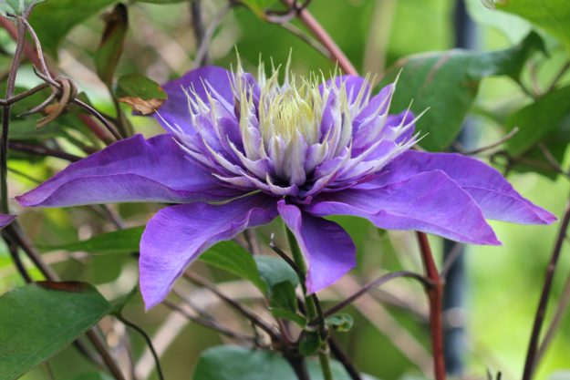 Baumschule Schlingpflanzen