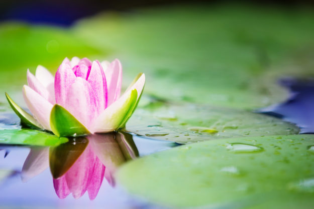 Baumschule Wasserpflanzen