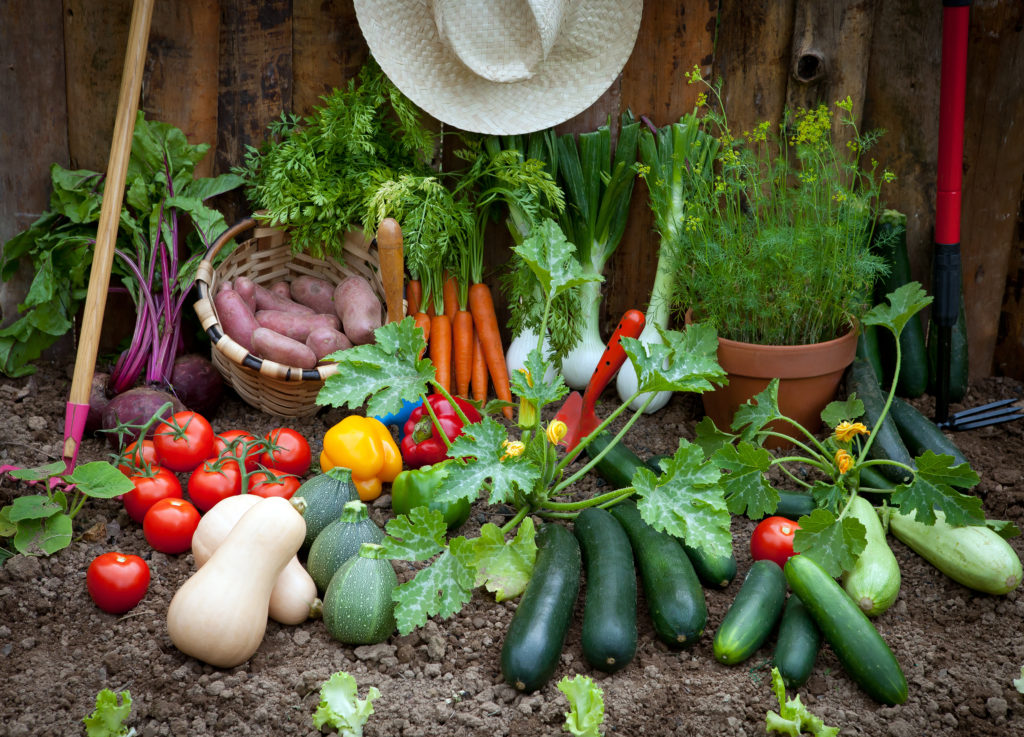 Beet und Balkon Gemüse