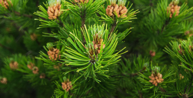 Baumschule Nadelgehölze