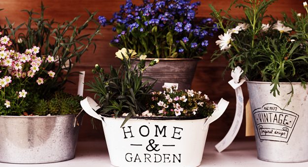 Cover Schalen und P?räsente