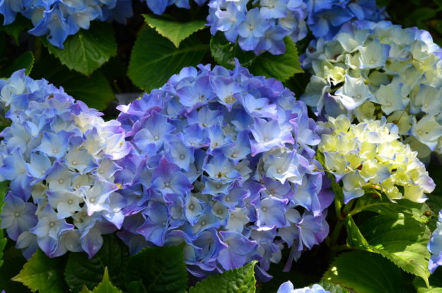 Hortensie Zimmerpflanzen