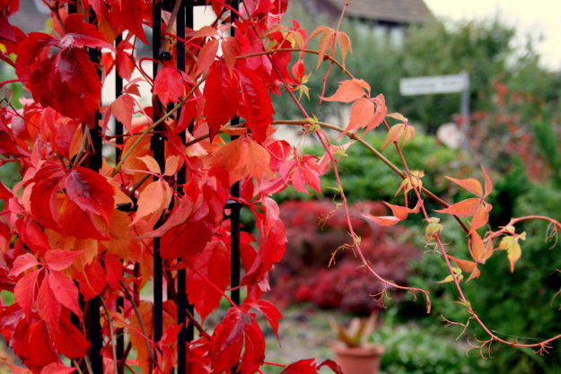 Gartenzubehör, Rankhilfen
